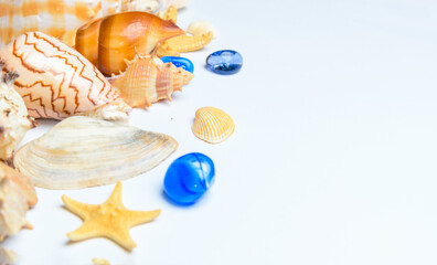 Collection of aquarium seashells with copy space