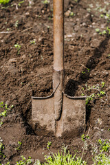 A shovel with a handle, a garden tool in earthen soil close-up.