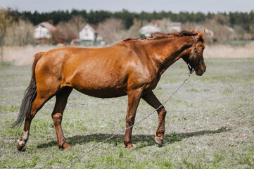 Fototapeta premium Beautiful brown horse, stallion walks, grazes in a meadow with green grass in a pasture, nature. Animal photography, portrait, wildlife, countryside.