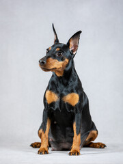 Fototapeta na wymiar Pregnant black and tan miniature pinscher dog sits on a gray background