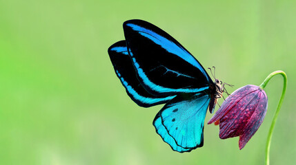 Bright blue tropical birdwing butterfly on a purple tulip flower. Flying colorful butterfly....