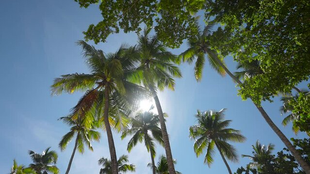 Paradise island in Carribean. Bahamas, Coconut palm trees bottom view. Green palm tree on blue sky background. View of palm trees against sky. Beach on the tropical island. Palm trees at sunlight