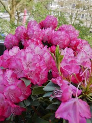 Pink Rhododendronblüte