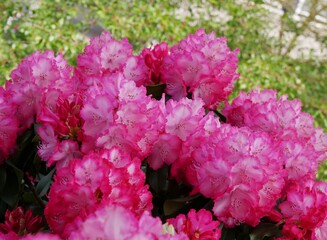 Pink Rhododendronblüten