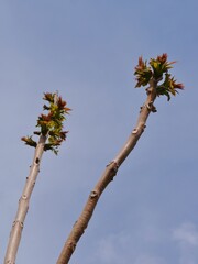 Frische Blätter am Ast vor Himmel