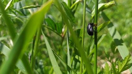 A small black beetle crawls up on the green grass