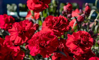 Blooming red carnations. Selective focus. Memorial Day. Victory Day