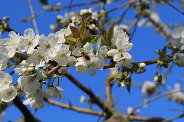 Tree blossom