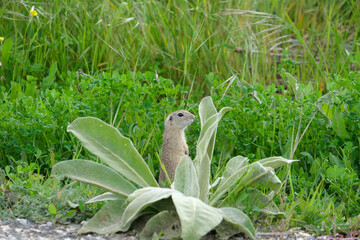 Close up cute prairie dogs animal inside green area. Selective focus. 