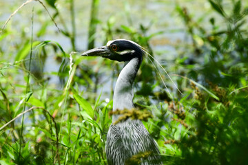Yellow-Crowned Night Heron in Brazos Bend State Park, Texas