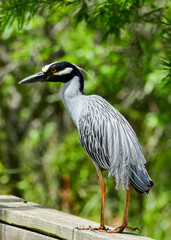Heron at the wildlife park