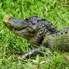American Alligator at Anahuac National Wildlife Refuge, Texas