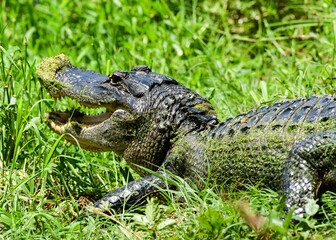 alligator in the grass