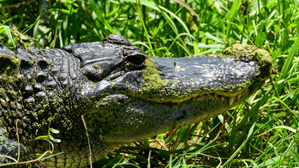American Alligator 