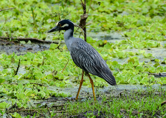 Yellow-crowned Heron at Brazos Bend State Park, Texas
