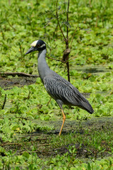 Naklejka premium Yellow-crowned Heron at Brazos Bend State Park, Texas