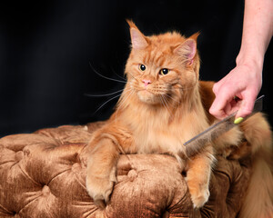 A woman's hand combs the gorgeous fur of a Maine Coon with a comb