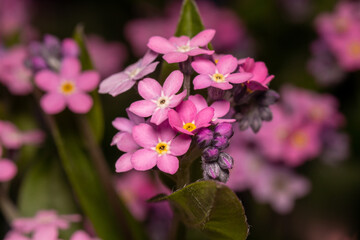 close up of pink flower macro