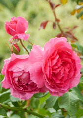 Pink flower rose in the garden of pink roses.