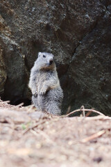 Marmot