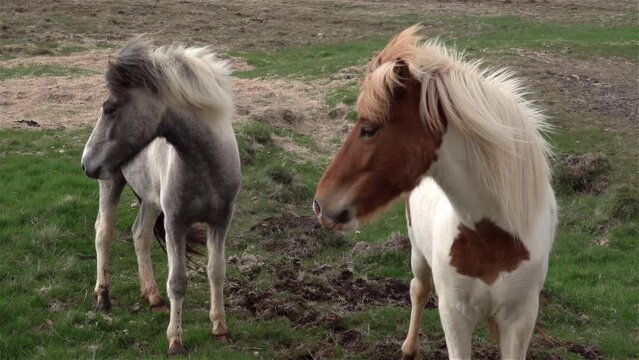 Young cute Icelandic ponies in side profile, slow motion
