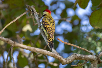 bird of the Picidae family. It is known as woodpecker-carijó or "cerrado green woodpecker". (Colaptes melanochloros nattereri , Colaptes melanochloros melanochloros )