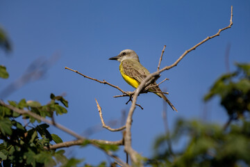 A Siriri or Suiriri bird (Tyrannus melancholicus) in selective focus