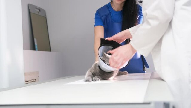 A female veterinarian in uniform puts protective plastic on a large gray cat lying on a table in a veterinary clinic.