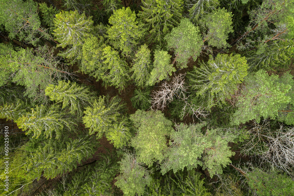 Poster Aerial view of green summer forest with spruce and pine trees forest view from above, aerial top view with copy space design for web banner