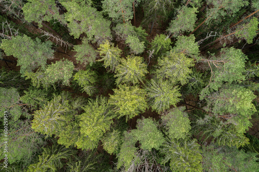 Aufkleber Aerial view of green summer forest with spruce and pine trees forest view from above, aerial top view with copy space design for web banner