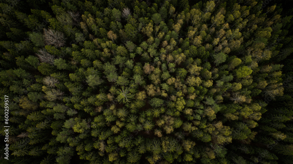Aufkleber Aerial view of green summer forest with spruce and pine trees forest view from above, aerial top view with copy space design for web banner