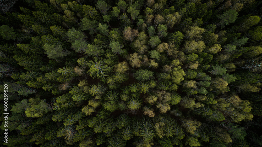 Aufkleber aerial view of green summer forest with spruce and pine trees forest view from above, aerial top vie