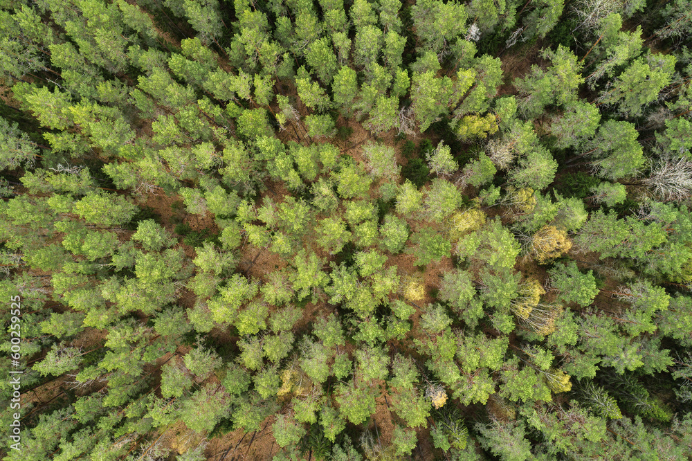 Aufkleber Aerial view of green summer forest with spruce and pine trees forest view from above, aerial top view with copy space design for web banner