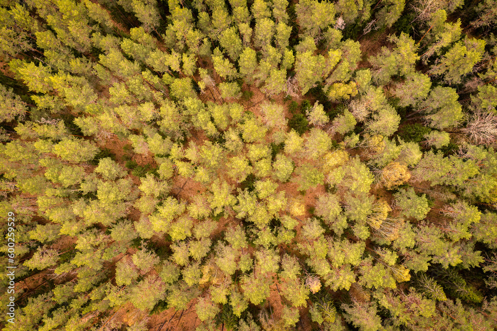 Poster Aerial view of autumn forest with spruce and pine trees forest view from above, aerial top view with copy space design for web banner