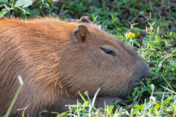 South American capybara rm closeup and selective focus