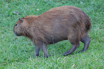 South American capybara rm closeup and selective focus