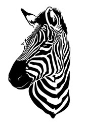 Fototapeta na wymiar Zebra head illustration, Vector design. 