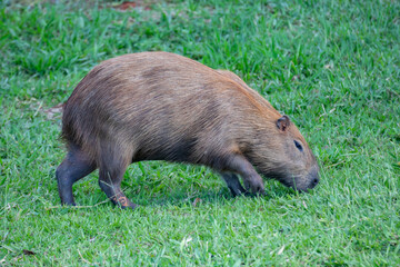 South American capybara rm closeup and selective focus