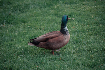 duck in the grass