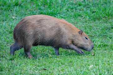 South American capybara rm closeup and selective focus