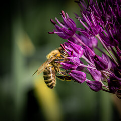 bee honeybee work insect honey flower