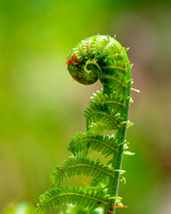 Macro photo of Fiddlehead fern