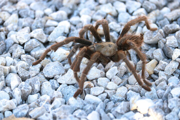Tarantula Walking on a White Gravel Road, Crawling, Spider, Bug, Arachnid, Closeup, Gross, Scary, Creepy
