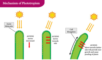 Mechanism of Phototropism in Plants