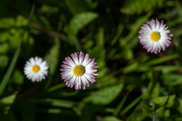 Three daisy flowers (Bellis perennis) in the sunshine.