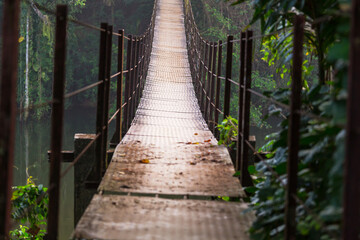 Obraz premium Bridge in jungle