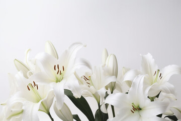 Lily on white background