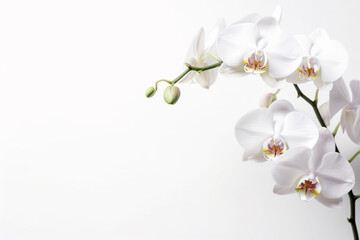 Naklejka na ściany i meble Top view photo of orchid on white background