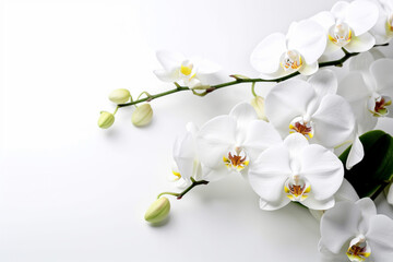 Naklejka na ściany i meble Top view photo of orchid on white background