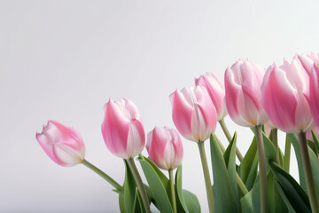 Fototapeta premium Bouquet of pink tulips on white background